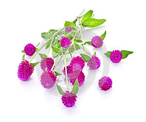 Globe amaranth beauty flower in white background.