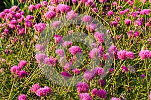 Globe Amaranth or Fireworks flower. Violet flower in the hard sunlight