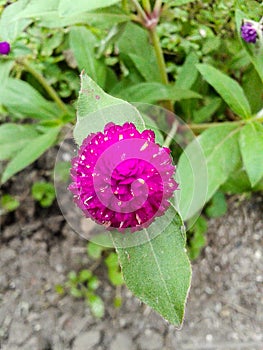 Globe Amaranth flower