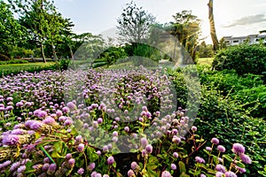 Globe amaranth Flower