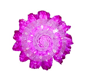 Globe amaranth flower or Bachelor Button with water drops isolated on white background top view