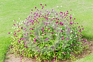 Globe amaranth flower bush on green grass