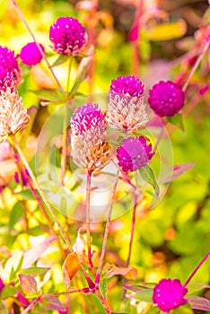 Globe Amaranth flower in garden