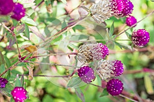 Globe Amaranth flower in garden