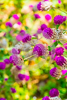 Globe Amaranth flower in garden