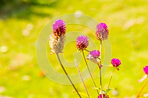 Globe Amaranth flower in garden