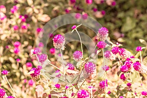 Globe Amaranth flower in garden