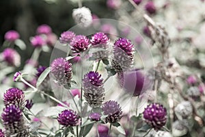 Globe Amaranth flower in garden