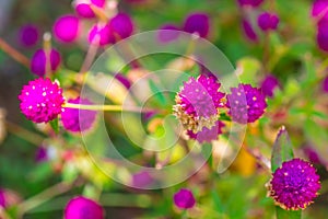 Globe Amaranth flower in garden