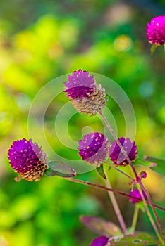 Globe Amaranth flower in garden