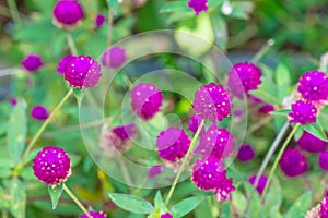 Globe Amaranth flower in garden