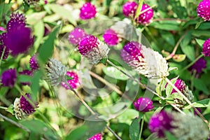 Globe Amaranth flower in garden