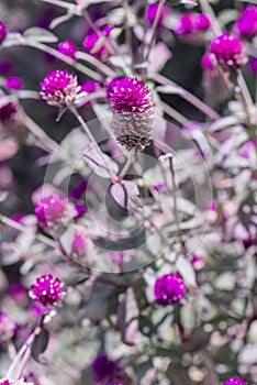 Globe Amaranth flower in garden