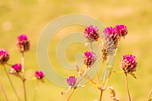 Globe Amaranth flower in garden