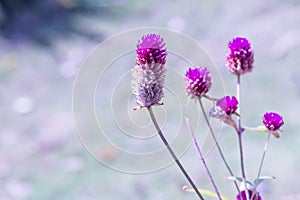 Globe Amaranth flower in garden