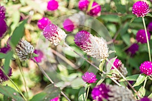 Globe Amaranth flower in garden