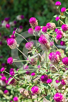 Globe Amaranth flower in garden