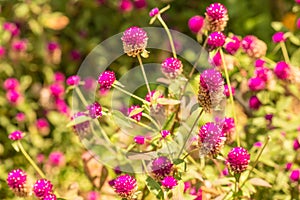 Globe Amaranth flower in garden