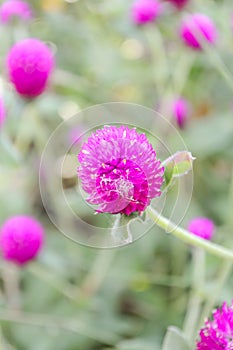 Globe Amaranth flower in garden