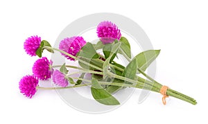 Globe amaranth flower isolated on white