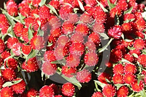 Globe amaranth