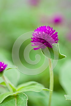 Globe amaranth or Gomphrena globosa flower