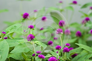 Globe amaranth or Gomphrena globosa flower