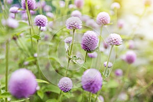 Globe amaranth or Gomphrena globosa flower,pink flower in garden.