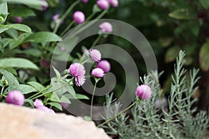 Globe Amaranth Growing in a Flower Garden