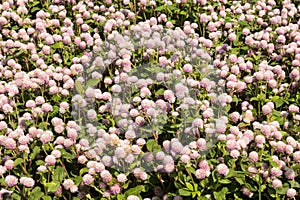 Globe Amaranth park