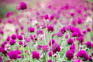 Globe amaranth, purple, beautiful in nature