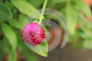 Globe Amaranth purple flower or Bachelor Button, Globe Flower