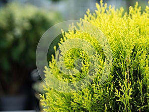 Globe arborvitae thuja occidentalis