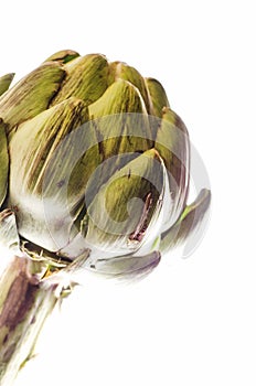 Globe artichoke