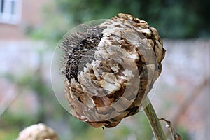 Globe artichoke or Cardoon, Cynara cardunculus, dried seed head in winter