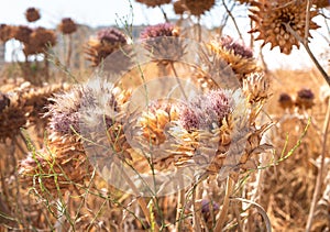 Globe artichoke or Cardoon, Cynara cardunculus, dried seed heads in a meadow close-up