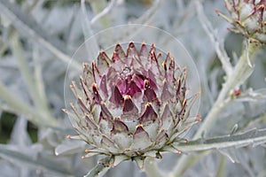 The globe artichoke, cardoon Cynara cardunculus var. scolymus is a variety of a species of thistle cultivated as a food photo