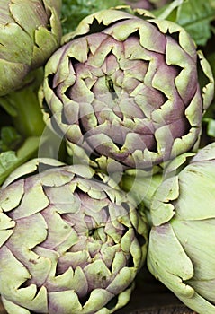 Globe artichoke, Cynara cardunculus