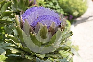 Globe artichoke, Cynara cardunculus in bloom