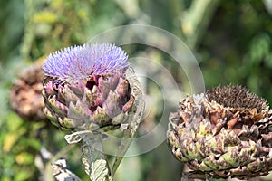 Globe artichoke cynara cardunculus blossom