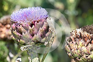 Globe artichoke cynara cardunculus blossom