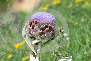 Globe artichoke cynara cardunculus blossom