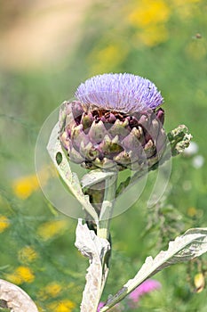 Globe artichoke cynara cardunculus blossom