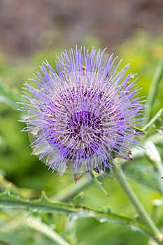 Globe artichoke cynara cardunculus blossom