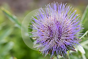 Globe artichoke cynara cardunculus blossom