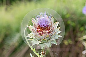 Globe artichoke cynara cardunculus blossom