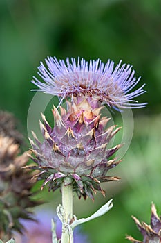 Globe artichoke (cynara cardunculus) blossom