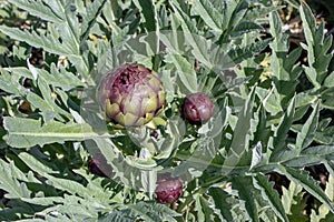 Globe artichoke or Cynara cardunculus var. scolymus plant with buds