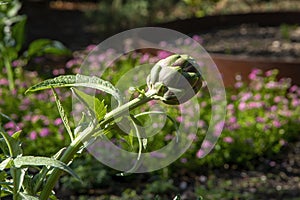 Globe artichoke (cynara cardunculus var. scolymus) plant with buds in garden with blurred background