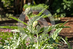 Globe artichoke (cynara cardunculus var. scolymus) plant with buds in sunny garden